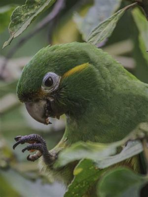  The Faithful Parrot - A Colombian Tale Bursting with Loyalty and Unexpected Laughter!